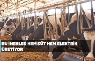 Bu inekler hem süt hem elektrik üretiyor
