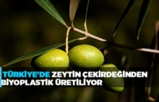 Türkiye'de zeytin çekirdeğinden biyoplastik...