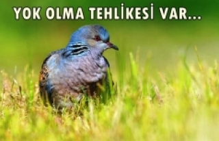 Av tehlikesi: Türkiye'de, 20 kuş türü küresel...