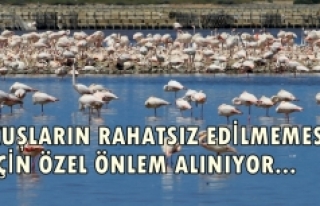 İzmir Kuş Cenneti'nde 20 bin flamingo kuluçkaya...
