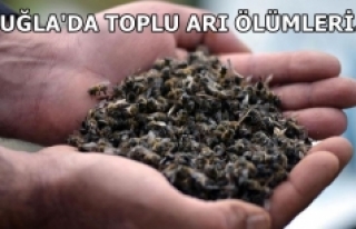 Muğla'da toplu arı ölümleri