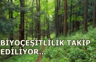 Türkiye'den ormanlar için kıtalar arası iş...