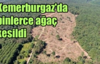 Kemerburgaz'da binlerce ağaç kesildi