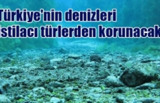 Türkiye'nin denizleri istilacı türlerden korunacak