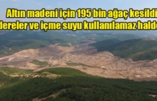 Altın madeni için 195 bin ağaç kesildi, dereler...