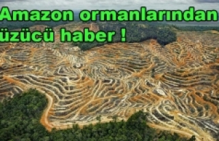 Amazon ormanlarından üzücü haber !