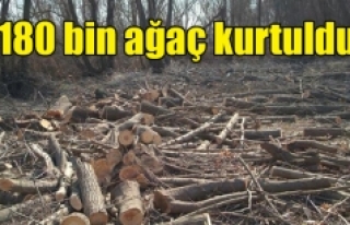 ‘ÇED olumlu’ kararı iptal edildi, 180 bin ağaç...