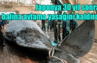 Japonya 30 yıl sonra balina avlama yasağını kaldırdı
