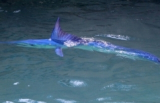 Kemer'de Mavi yelken balığı görüntülendi