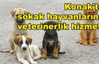 Konak'ta sokak hayvanlarına veterinerlik hizmeti