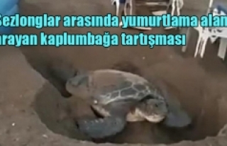 Şezlonglar arasında yumurtlama alanı arayan kaplumbağa...