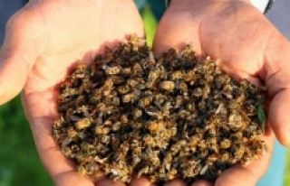 Kitlesel arı ölümleri ürkütüyor !