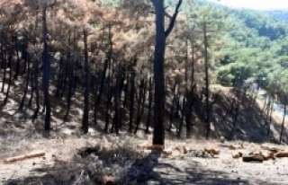 İzmir'de yanan orman alanı için ilk fidan...