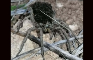 En tehlikeli 9 örümcek türünden biri Bilecik'te...