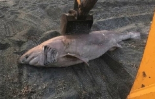 İzmir’de dev köpek balığı karaya vurdu!