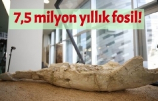 Kayseri'de bulunan fosil, türünün tek örneği