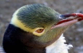Utangaç penguen Hoiho 'Yılın Kuşu' seçildi