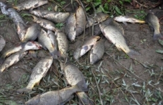 Karabük'teki balık ölümleri Meclis'e...