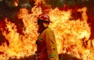 Avustralya'daki yangınlar, bazı türlerin soyunu...