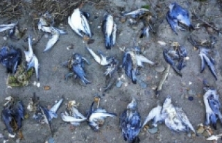 Dev sıcak su kütlesi bir milyon kuşu öldürdü!