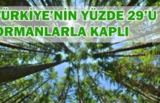 Türkiye'nin orman verileri açıklandı!