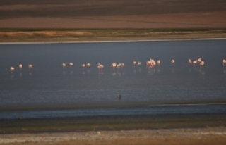 Düden Gölü’nün misafirleri flamingolar geldi