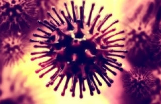 Ölümcül virüs Okyanusya'ya kadar sıçradı!