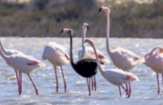 Siyah flamingo tekrardan Türkiye'de