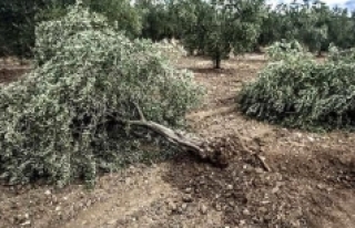 Zeytin ağacını kesenlere 110 bin lira ceza kesildi!