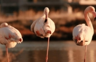 Flamingolara ‘uzaktan’ destek