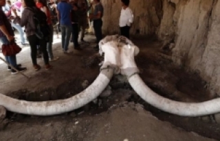 Meksika'daki bir inşaatta mamut kalıntıları...