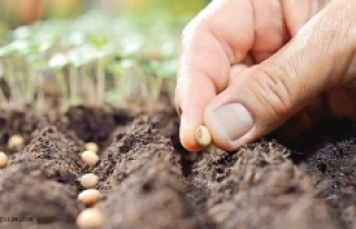 TEMA Vakfı’ndan geleceğe 50 bin tohum