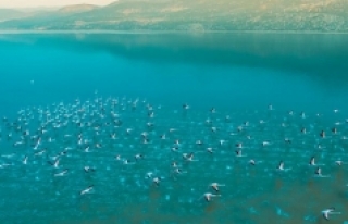 Acıgöl'de binlerce flamingo görüntülendi