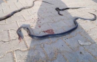 Çiftçi dostu yılanların öldürülmesi fare sayısını...