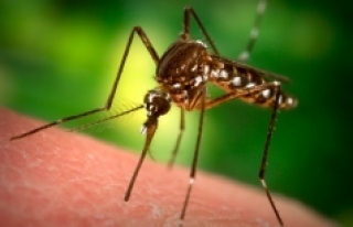 Gen saldırısına uğramış sivrisinekler etrafı...