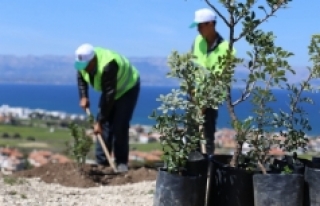İzmir'de son 5 yılda 90 bin sakız ağacı...