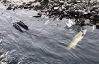 Çan'da balık ölümleri yaşanıyor