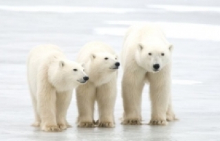 İklim krizi: Kutup ayılarının nesli 80 yıl içinde...