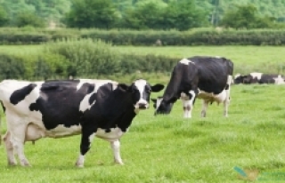 Çimle beslenen ineklerin sütü ‘çevreye’ daha...