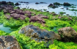 Deniz yosunu geleceğin gıdası ve yakıtı olabilir...