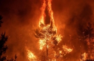 Dünyadaki orman yangınlarının yüzde 75’i insan...