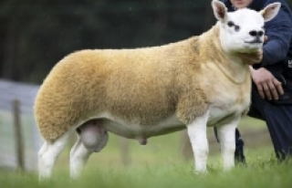 Dünyanın en pahalı koyunu satıldı
