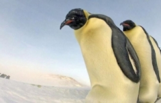 Güney Kutbu'nda imparator penguenlere ait yeni...