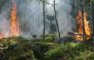 Ormanları mangalcılar yakıyor!