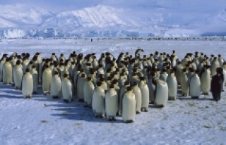 Penguenlerin Antarktika'ya başka yerden geldiği...
