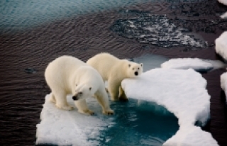 Arktik deniz buzu tarihinin en düşük ikinci seviyesinde!