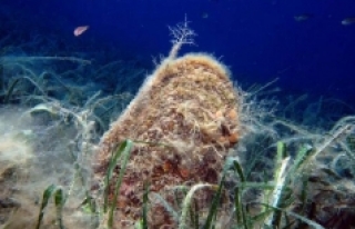 Denizlerin temizleyicisi pinaları öldüren virüs,...