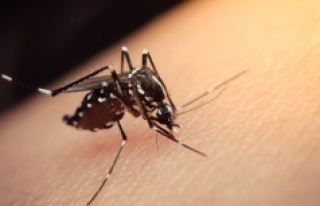 Ölümcül sinek için aşı çalışmaları başladı!