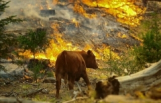 Orman Yangınları ve İklim Değişikliği
