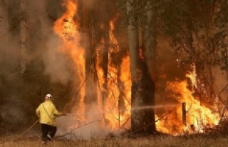 Orman yangınları kısır döngü yaratıyor